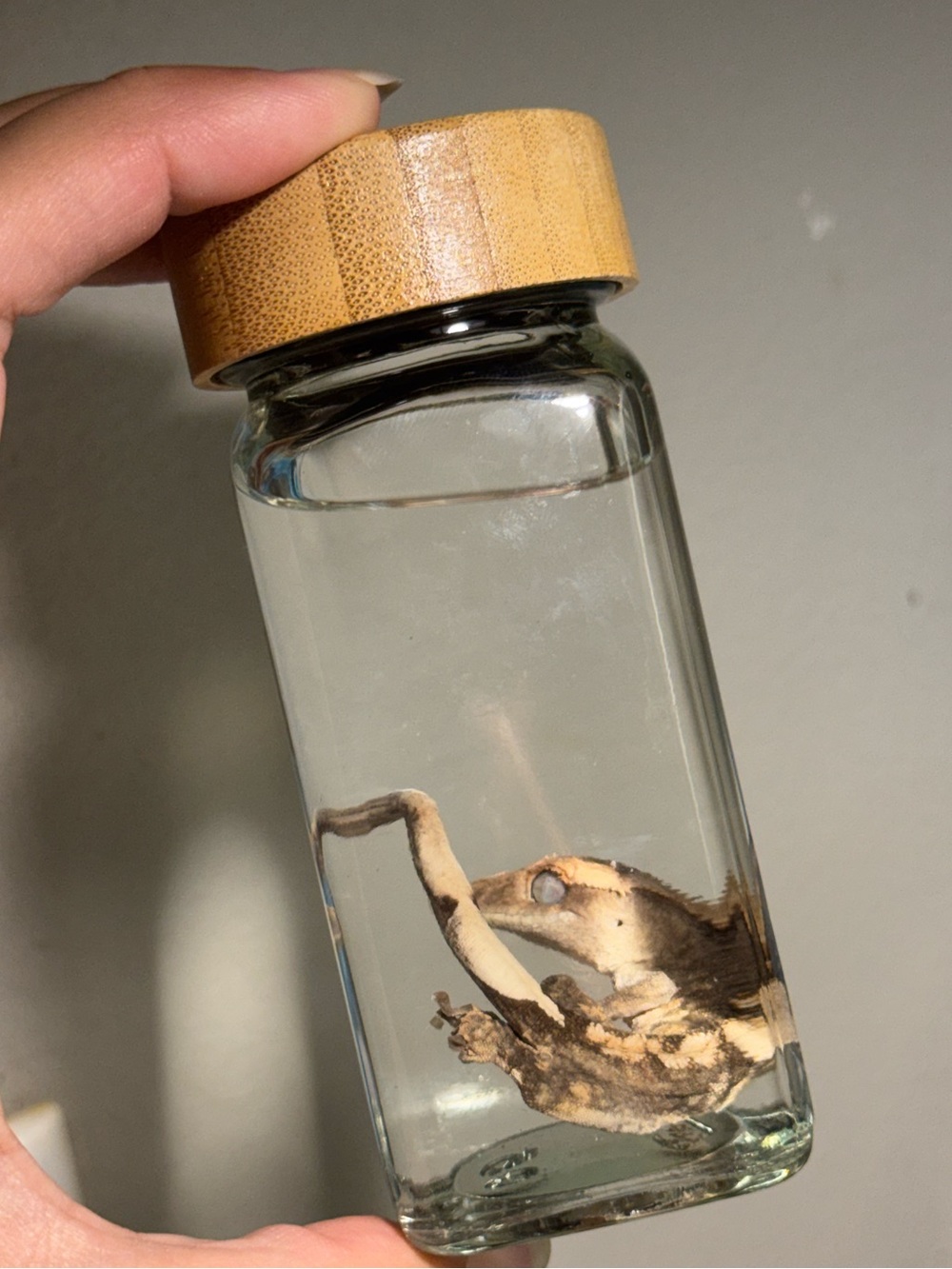 Oddities and Curiosities - Preserved crested gecko wet specimen